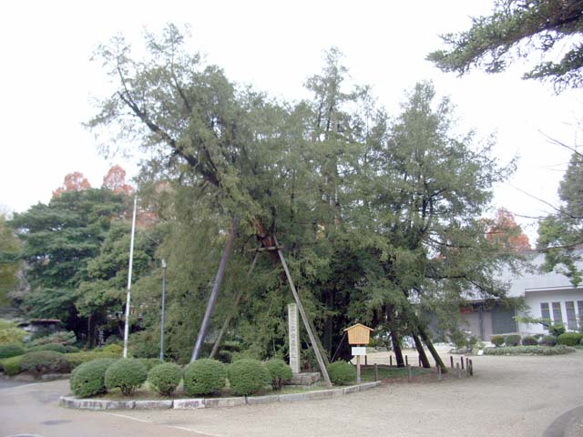 nagoya